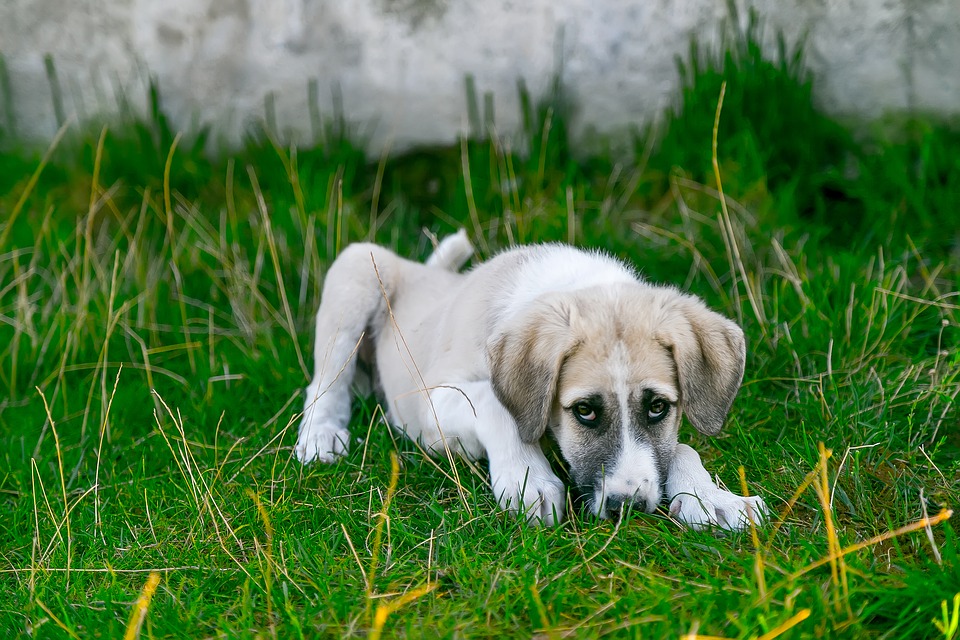 Le vermifuge pour chien