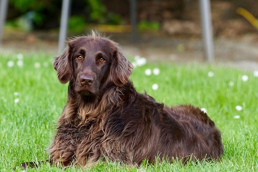 toilettage pour chien