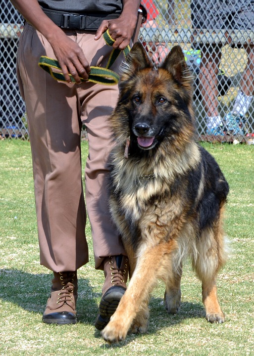 formation chien