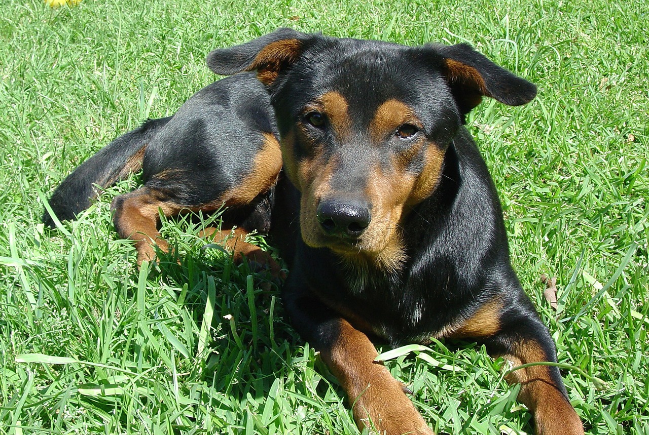 Nettoyer son chien de temps à autre.