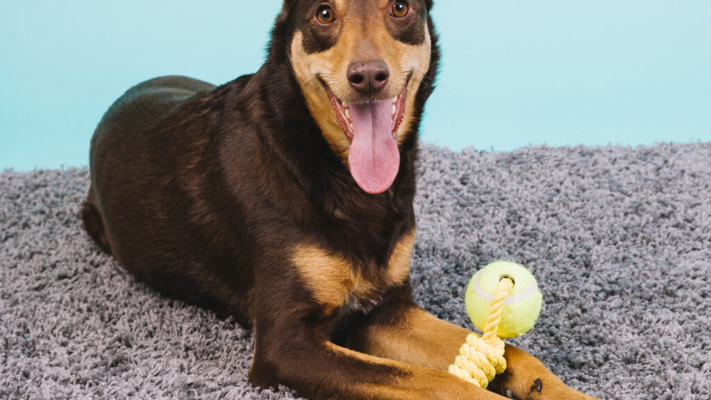 Panier pour grand chien : pourquoi la taille du couchage change vraiment tout ?